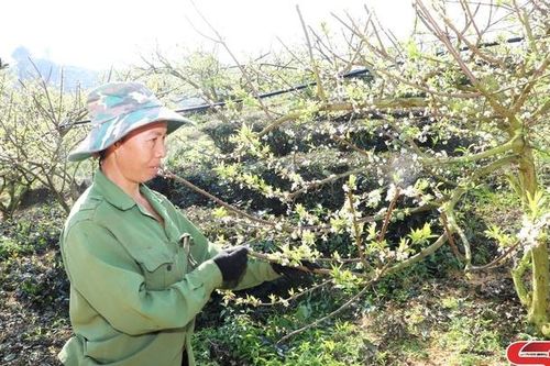Giúp hội viên phụ nữ phát triển kinh tế