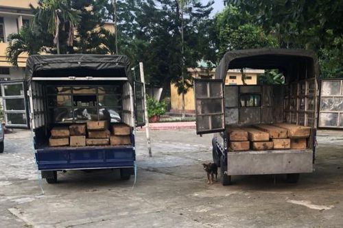 Bị tóm khi ngụy trang xe tải để chở gỗ lậu