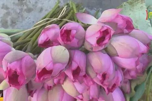 Khôi phục sen Bách Diệp hồ Tây