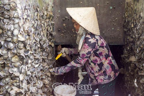 Mưu sinh theo con nước