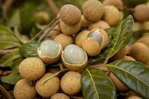 Một số bài thuốc từ long nhãn