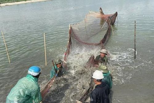 Tháo nút thắt chăn nuôi thủy sản