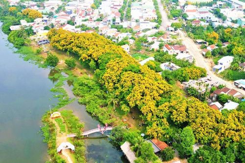 Quảng Nam: Tam Kỳ rực rỡ mùa hoa sưa sắc vàng