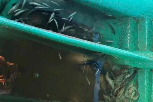 Bắt quả tang hai đối tượng khai thác thủy sản bằng thuốc trừ sâu