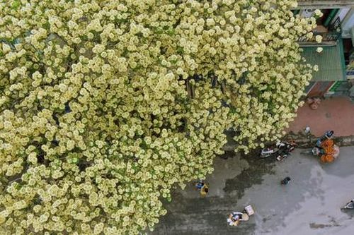 Cây hoa bún 300 tuổi bung nở vàng rực giữa lòng Thủ đô