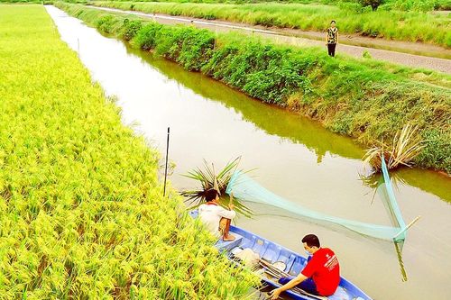 Nông nghiệp hữu cơ trên hành trình chinh phục thị trường: Liên kết để bay xa