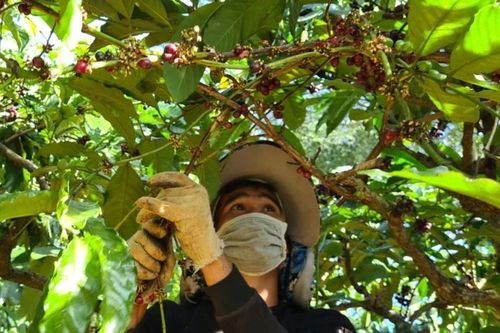 Giá cà phê Việt Nam tăng gấp 3, đổ vỡ các hợp đồng liên kết