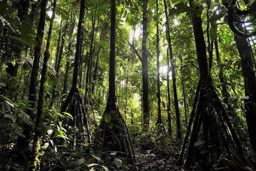 Kỳ lạ loài cây có chân, 'đi bộ' hàng chục mét mỗi năm