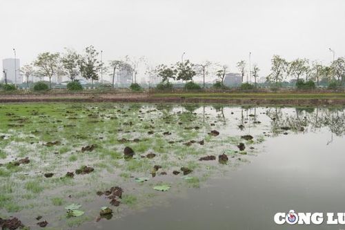 Khôi phục Sen Bách Diệp ở Hồ Tây