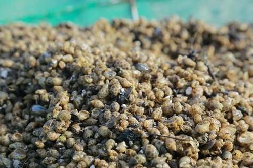 Người nuôi mất trắng tiền tỷ khi hàng triệu con ốc hương giống chết hàng loạt