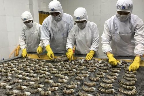 Trung Quốc tăng nhập khẩu tôm từ Việt Nam, giảm nhập từ Ecuador