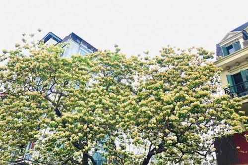 Chiêm ngưỡng cây hoa bún độc nhất ở Hà Nội đang rực rỡ khoe sắc