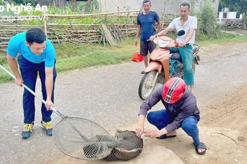 Huyện Anh Sơn khắc phục khó khăn, đẩy nhanh tiêm phòng cho đàn vật nuôi