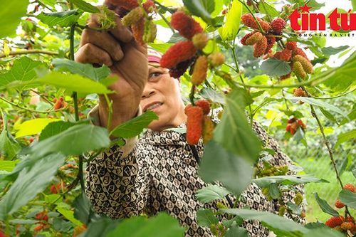 Dâu tằm chín đỏ, người dân tất bật vào mùa thu hoạch