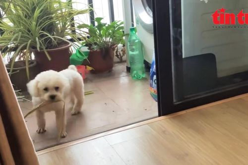 Nuôi chó ở chung cư, nên hay không nên?