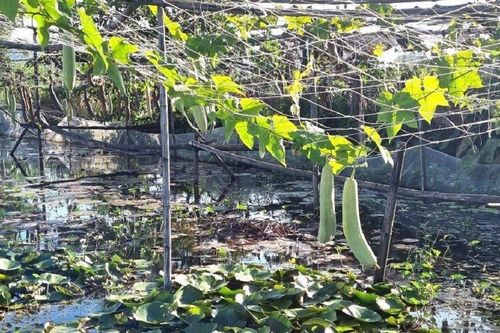 Anh nông dân thu 400 triệu đồng/năm nhờ nuôi con đặc sản 'thích ăn lá mướp'