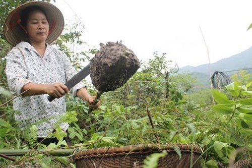 Mùa trứng kiến: Bà con tranh thủ săn lộc rừng