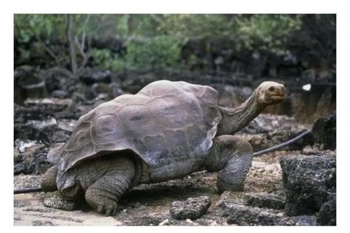 Xếp hạng động vật sống thọ nhất, thậm chí loài thứ 3 có thể sống tới 500 năm