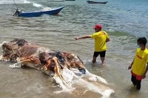 Cận cảnh sinh vật kỳ dị như tảng thịt khổng lồ trôi dạt vào bờ biển