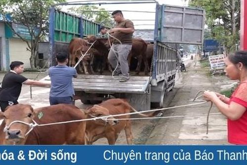 Trao bò giống sinh sản cho 41 hộ nghèo, cận nghèo tại xã Thanh Quân