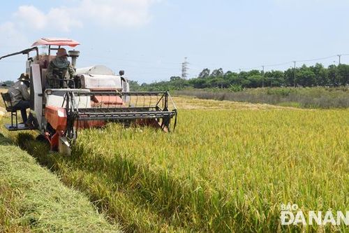 Lúa vụ đông xuân đạt năng suất cao