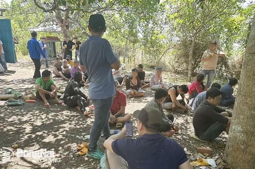 Phá sòng gà núp trong rẫy, bắt 19 đối tượng