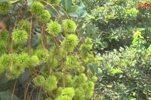 Chôm chôm sớm vụ hứa hẹn mùa bội thu