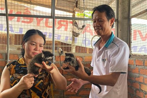 Thu nhập cao từ nuôi chồn hương