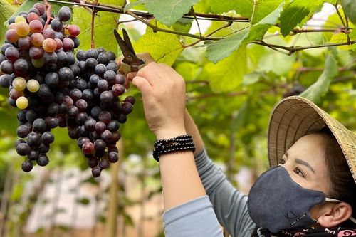 Thăm vườn nho hữu cơ ở Ia Grai