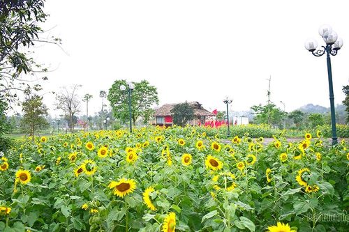 Rực rỡ hoa hướng dương tại Đền Hùng