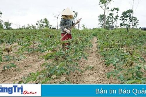 Hơn 860 ha sắn bị bệnh khảm lá