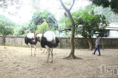 Chăn nuôi con đặc sản: Chi phí thấp, hiệu quả cao