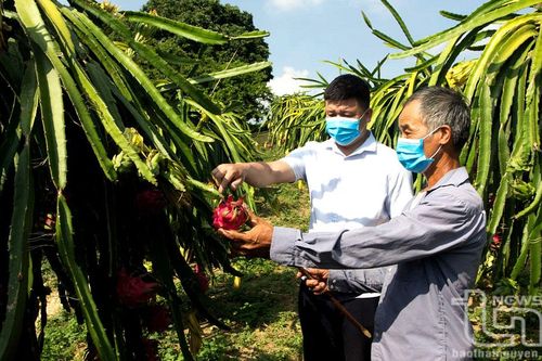 Xanh thêm đất đồi rừng Tràng Xá