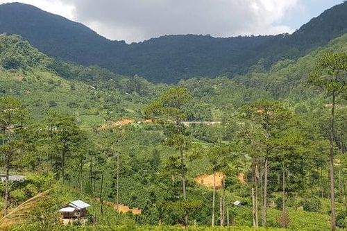 Lâm Đồng: Xem xét chuyển mục đích sử dụng rừng để xây dựng bãi chôn lấp chất thải rắn