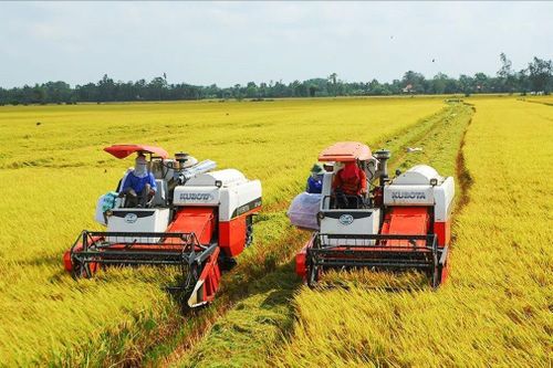 Nhân rộng 'Đề án 1 triệu ha lúa chất lượng cao, phát thải thấp tại ĐBSCL'