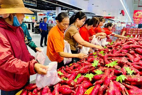 Central Retail Việt Nam đồng hành cùng nông dân Gia Lai 'giải cứu' khoai lang