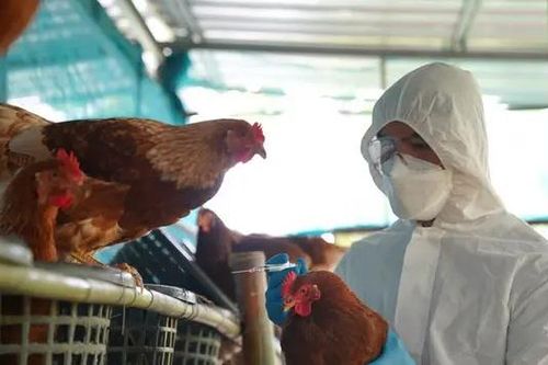 Chưa có dấu hiệu lây nhiễm cúm A/H9N2 từ người sang người