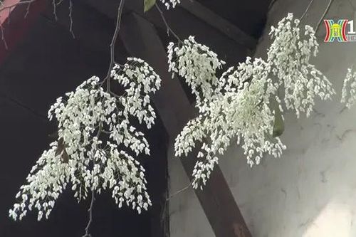 Quyến luyến sắc hoa Sưa Hà Nội
