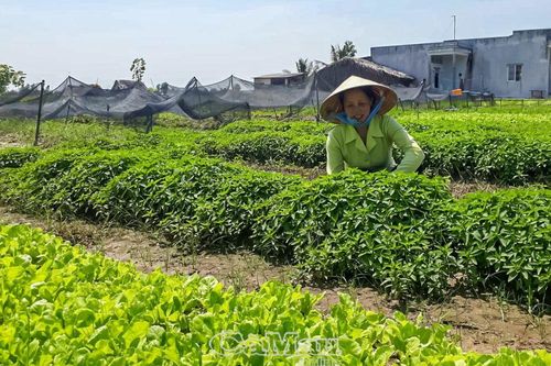 Bảo vệ hoa màu mùa khô hạn
