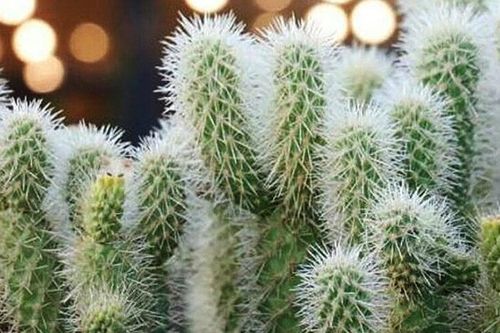 Phải là siêu nhân mới nhìn thấy con mèo trong ảnh này sau 5 giây