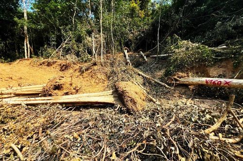 Chưa được chấp thuận, huyện ở Bình Định ký giấy đưa 44 cây khỏi rừng trái phép