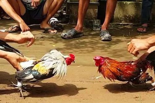 Triệt phá ổ nhóm đánh bạc dưới hình thức đá gà
