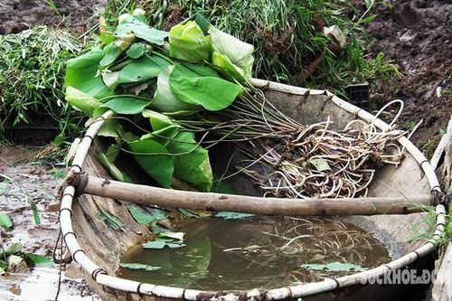 Sen Bách Diệp 'tái xuất' ở hồ Đầm Đông
