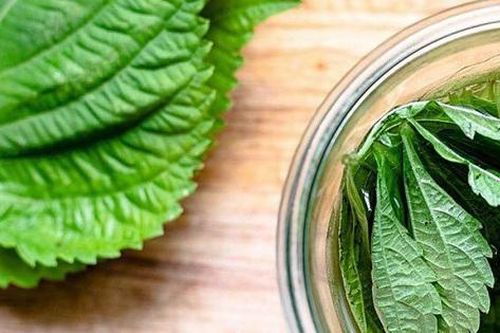 Uống nước tía tô cần lưu ý gì?