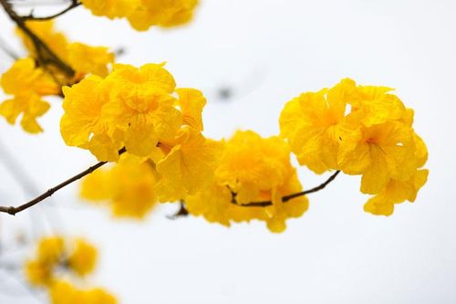 Hoa Phong linh phủ vàng con đường dài giữa lòng Thủ đô