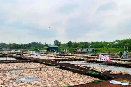 Hải Dương: Hơn 900 tấn cá chết không do dịch bệnh