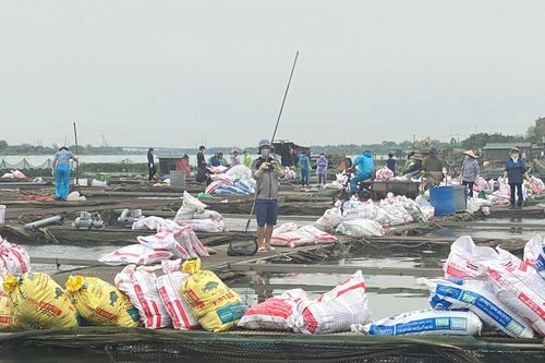 Gần 1000 tấn cá lồng chết, xem xét cơ chế hỗ trợ khôi phục sản xuất