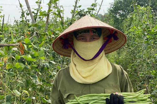 Nông nghiệp hữu cơ trên hành trình chinh phục thị trường: 'Vàng thau lẫn lộn', chứng nhận bát nháo