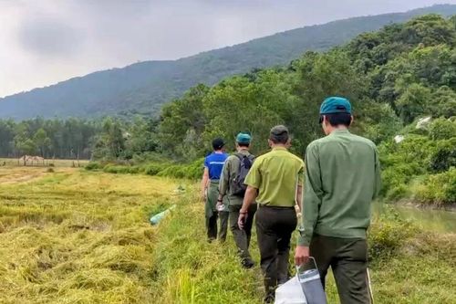 Không còn tình trạng người dân đổ xô tìm trầm tại rừng đặc dụng Đèo Cả