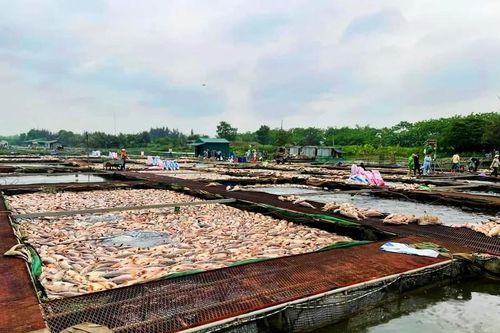 Hải Dương: Gần 1000 tấn cá nuôi lồng chết, thiệt hại hàng chục tỷ